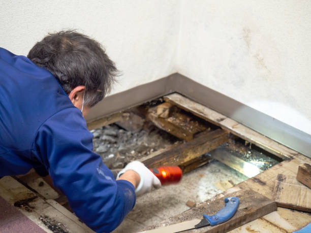 Best Mold Removal Company Near Me  in Panorama Village, TX
