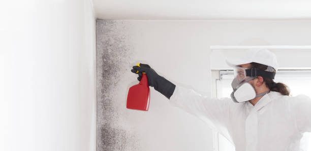 Best Mold Removal Specialists  in Panorama Village, TX