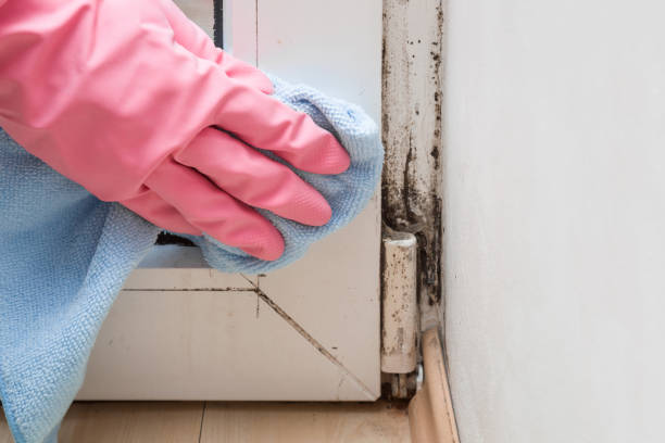 Best Black Mold Removal  in Panorama Village, TX